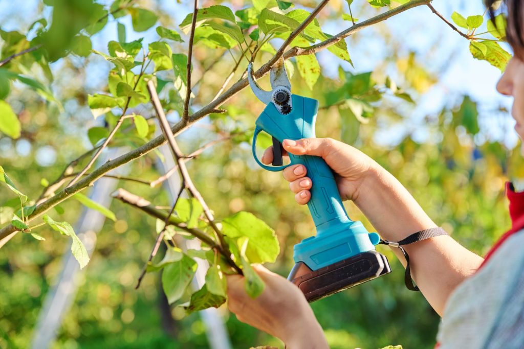 Why Regular Tree Trimming Is Essential for Property Safety