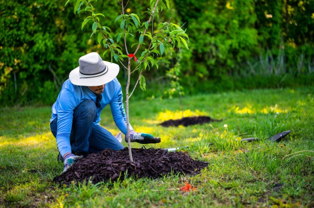 Fostering Community with Fruit Trees