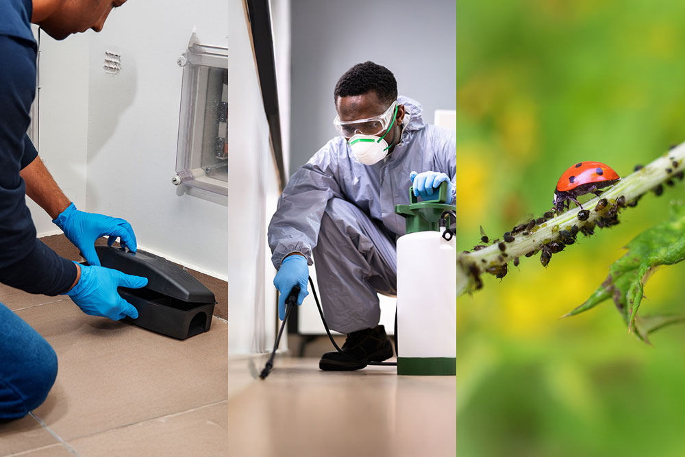 Exploring Cost-effective Pest Management Solutions